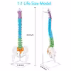 Life-size anatomical model of a human spine with pelvis on a display stand